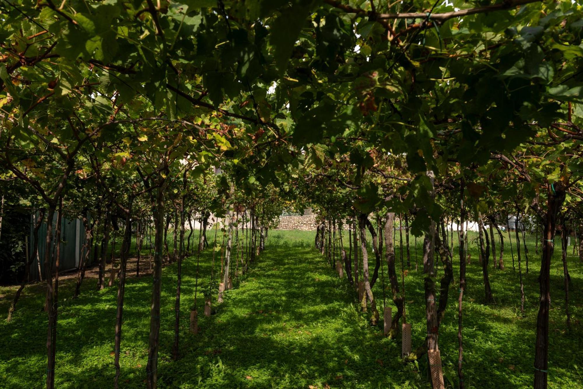 كورتي فرانكا La Terrazza Sulle Vigne B&B المظهر الخارجي الصورة