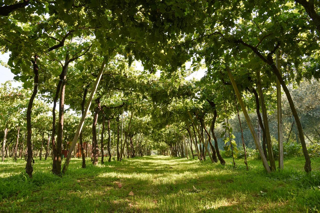 كورتي فرانكا La Terrazza Sulle Vigne B&B المظهر الخارجي الصورة